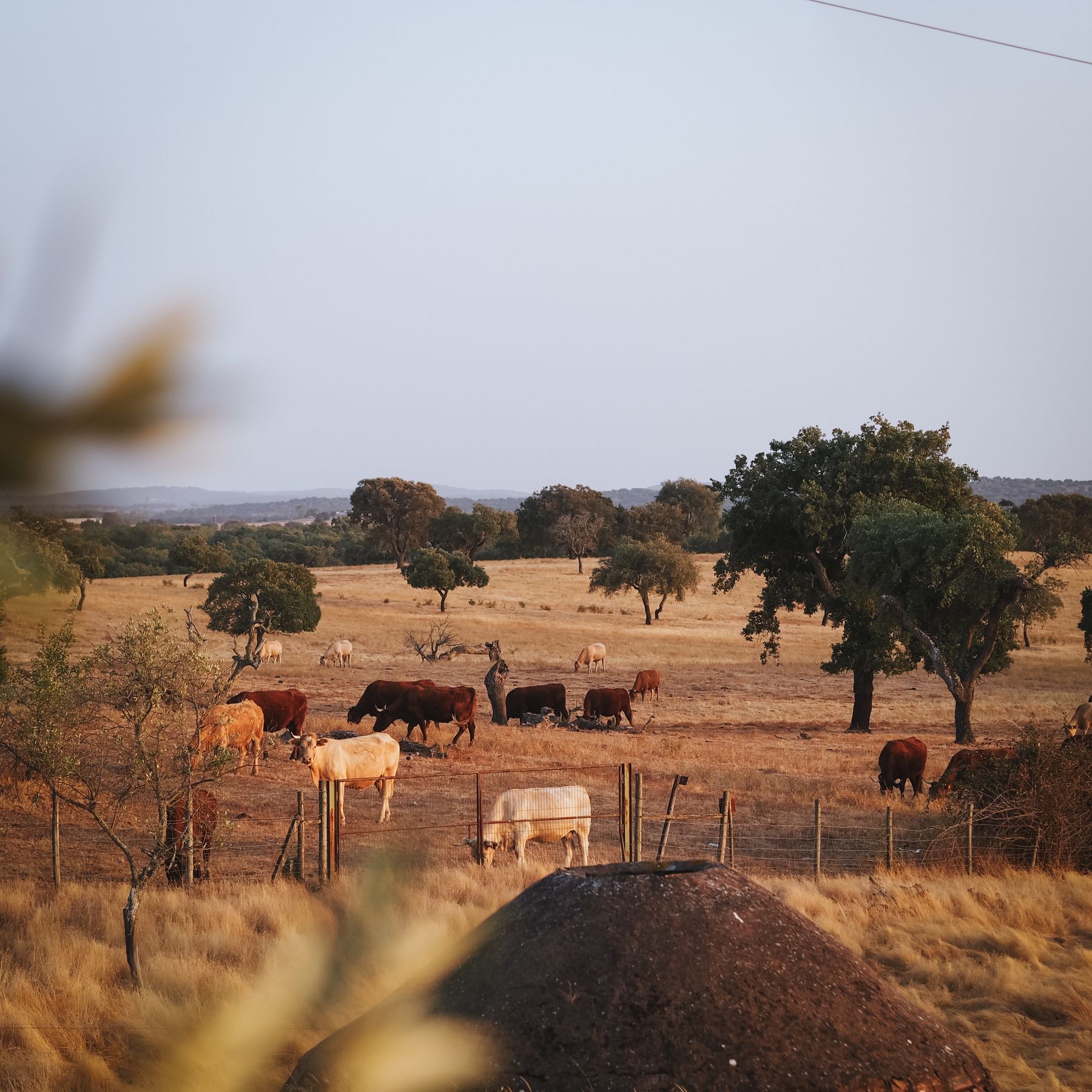 Planície alentejana ao fim da tarde, com azinheiras e animais a pastar